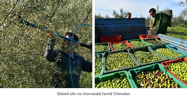 Sklizeň oliv na chorvatské farmě Chiavalon